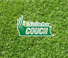 Nullarbor Couch Turf Nullarbor Couch Turf
