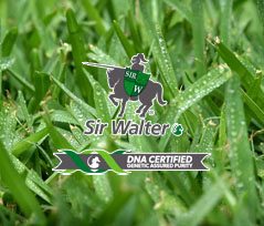 Sir Walter DNA Certified Turf Sir Walter Buffalo Turf