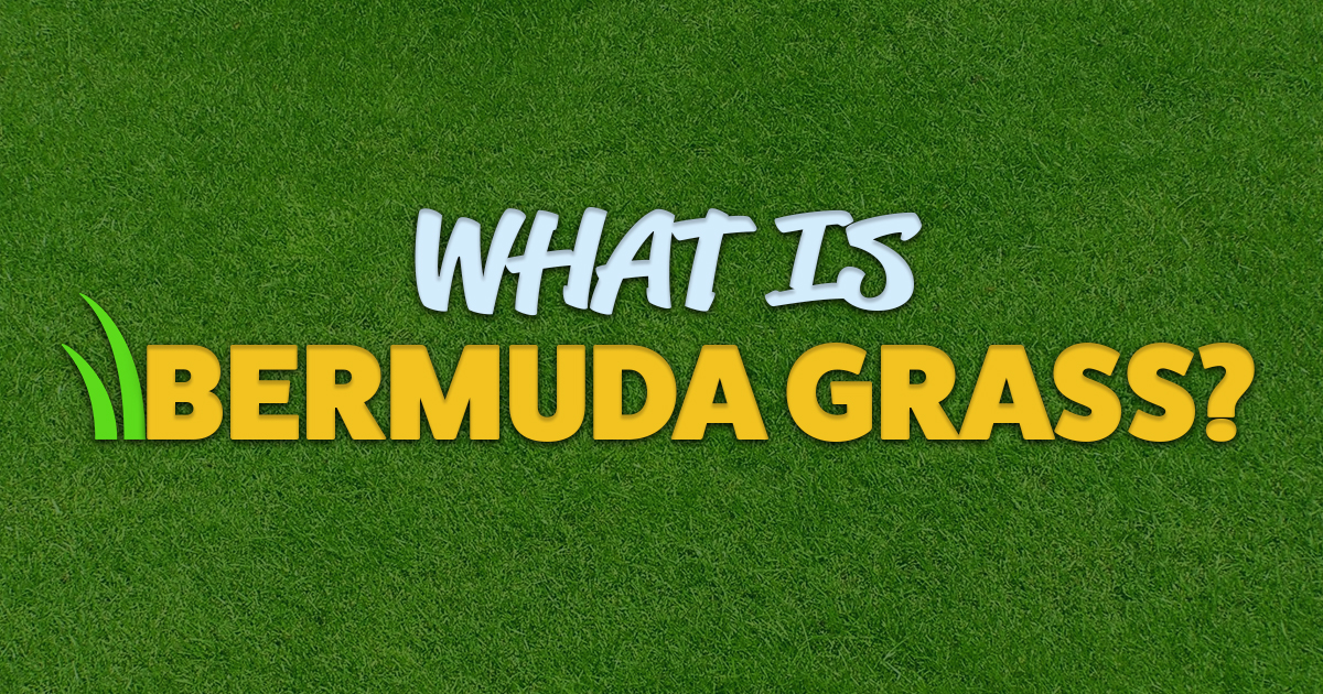 What Is Bermuda Grass J B Buffalo Turf Supplies