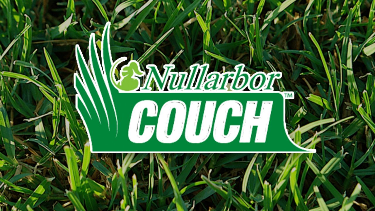 Nullarbor Couch Turf J B Buffalo Turf Supplies