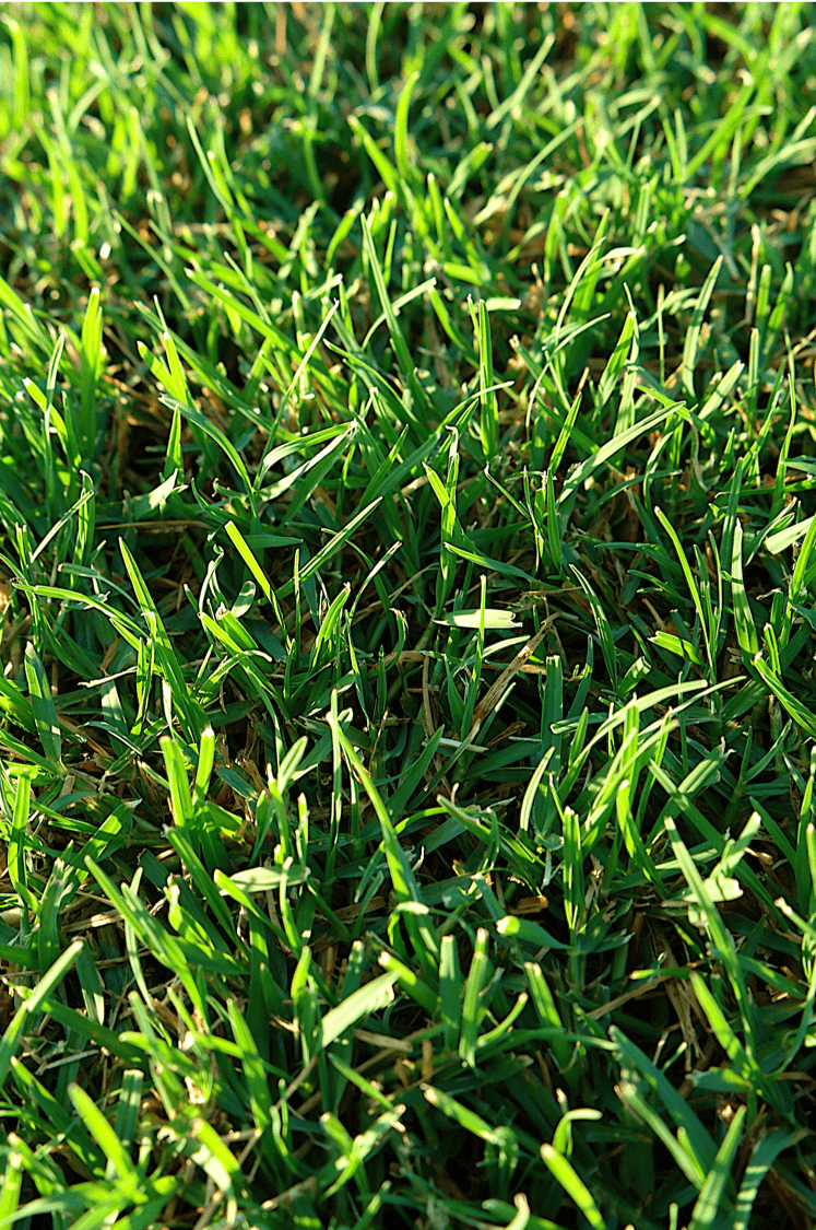 Nullarbor Couch Turf J&B Buffalo Turf Supplies