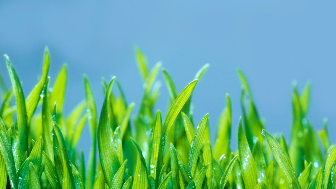 When is the best time to plant turf? When is the best time to plant turf?