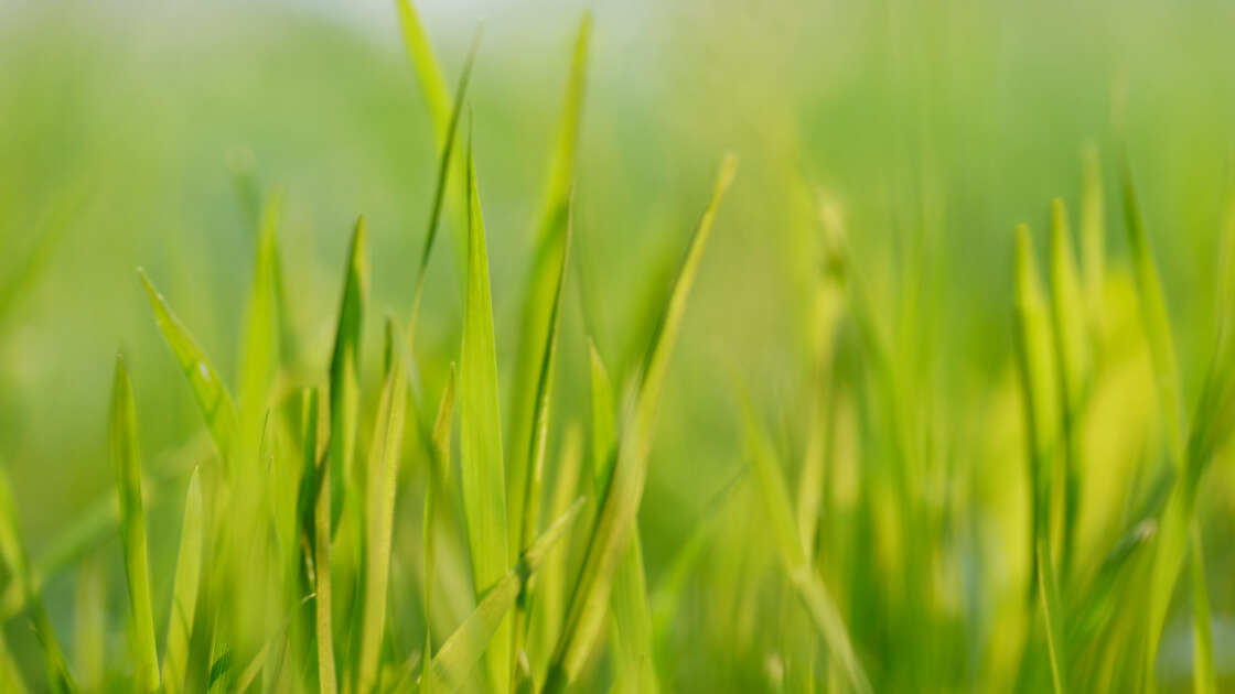 Commonly used types of grasses Commonly used types of grasses
