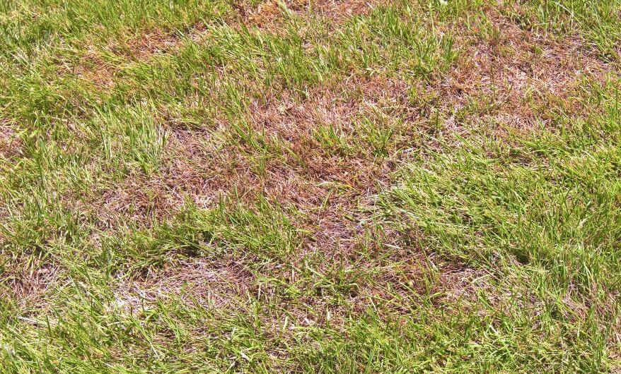 ANTHRACNOSE ANTHRACNOSE