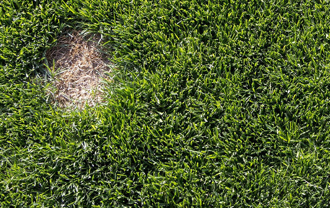 Brown Patch Brown Patch