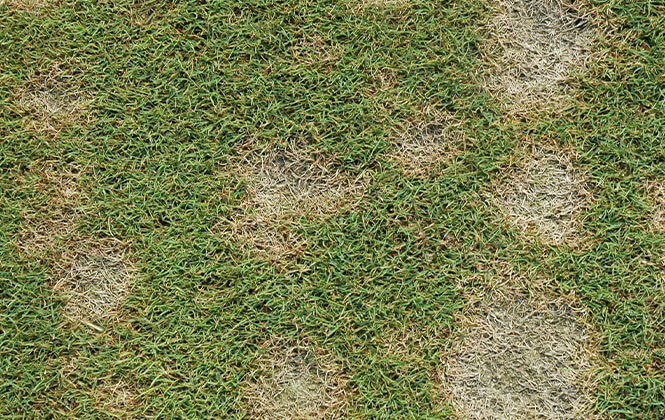 Dollar Spot Dollar Spot