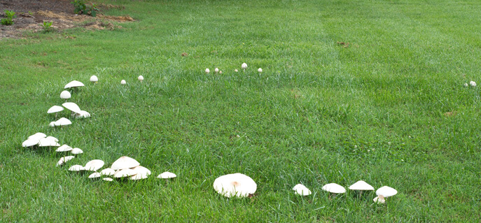 Pythium/Damping Off Pythium/Damping Off