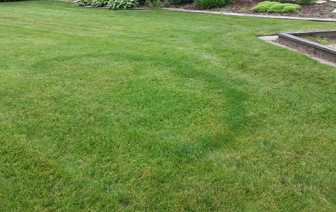 Fairy Ring Fairy Ring