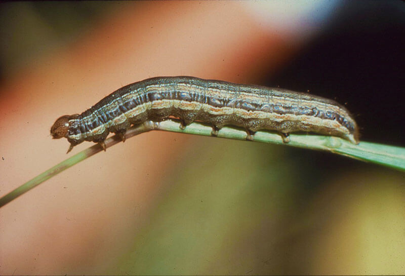 Lawn Armyworm Lawn Armyworm