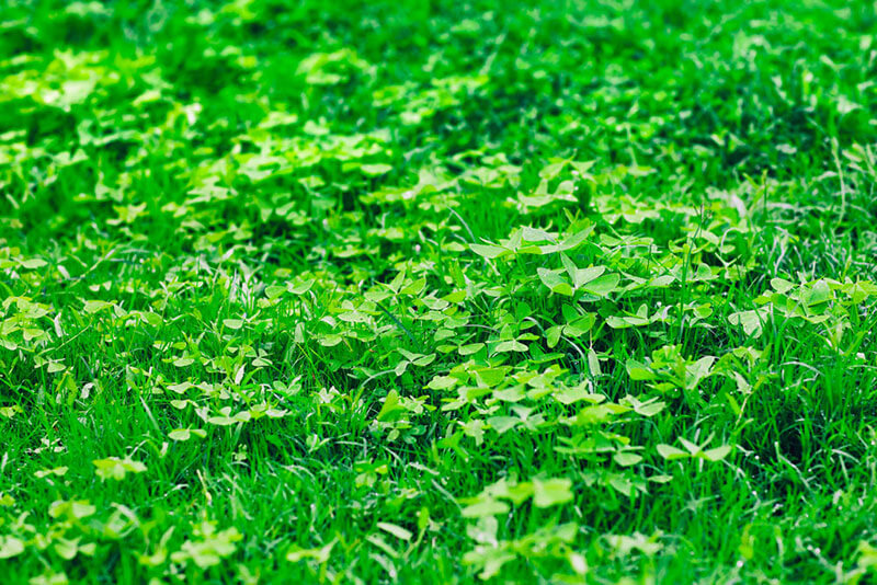 Clover Clover