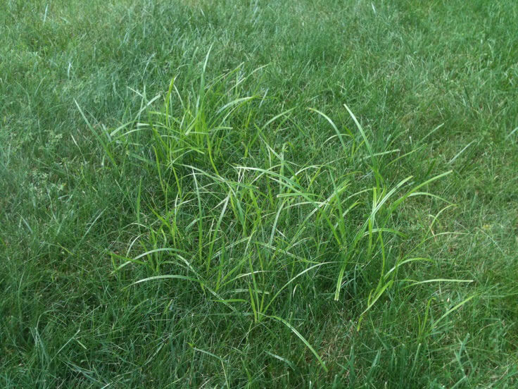 Nut Grass Nut Grass