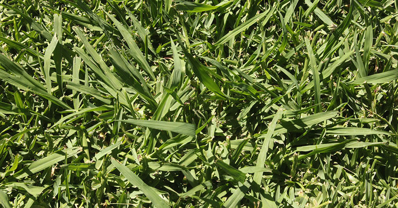 Paspalum Paspalum