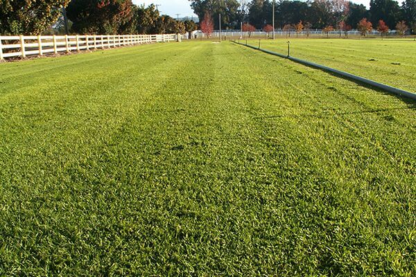 Turf farm Turf farm