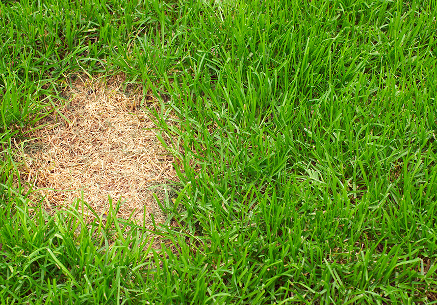 Winter Fusarium Winter Fusarium