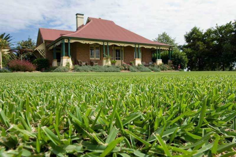 The Origin of Buffalo Turf The Origin of Buffalo Turf