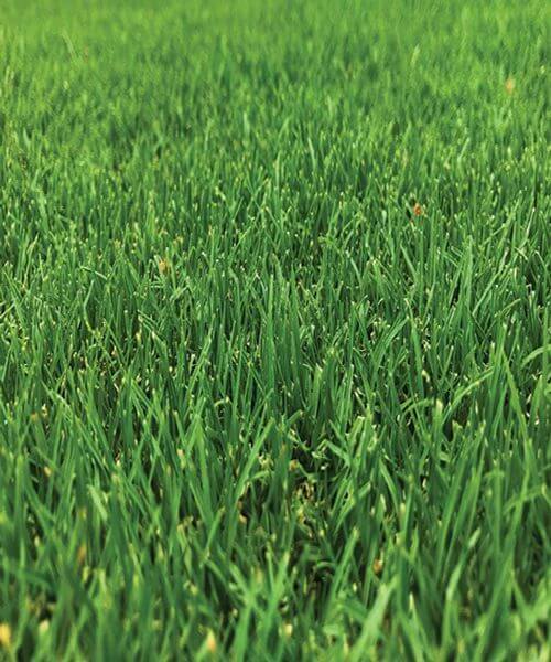 Features of Tiftuf Bermuda Features of Tiftuf Bermuda