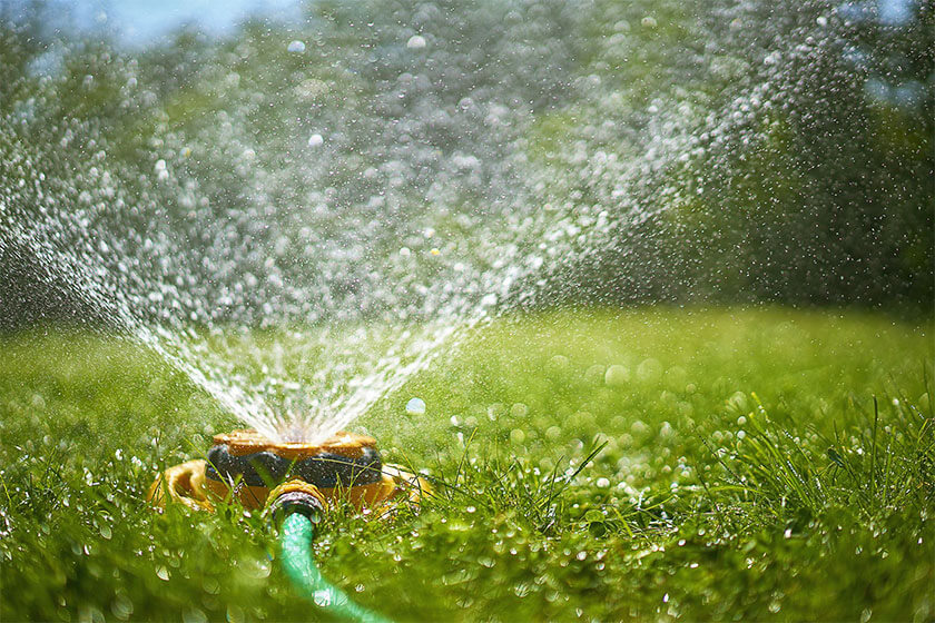 Watering established turf Watering established turf