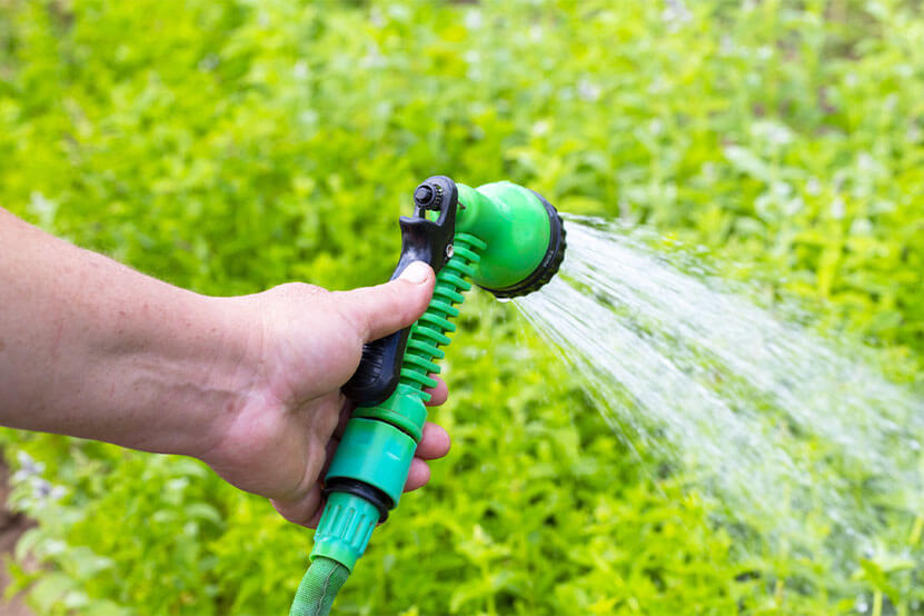 The right time to water your grass The right time to water your grass