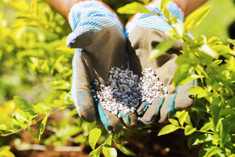 Watering and fertilising Watering and fertilising