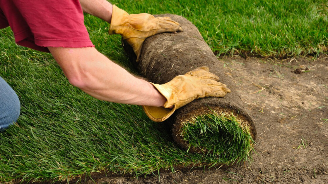 When is the best time to plant turf? When is the best time to plant turf?