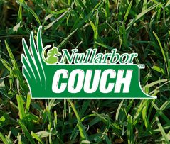 Nullarbor Couch Turf Nullarbor Couch Turf