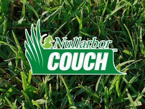Nullarbor Couch Turf Nullarbor Couch Turf