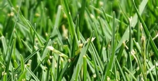 Nullarbor Couch Turf J B Buffalo Turf Supplies
