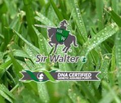 Sir Walter DNA Certified Turf Sir Walter DNA Certified Turf