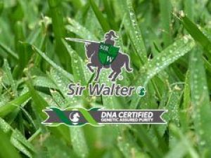 Sir Walter DNA Certified Turf Sir Walter DNA Certified Turf