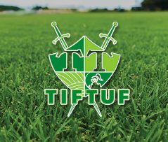 Tiftuf Bermuda Turf Tiftuf Bermuda Turf